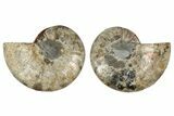 Bargain, 6.55" Cut & Polished, Agatized Ammonite Fossil - Madagascar - #191553-1